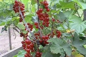 Поливането касис вряща вода - магически растения