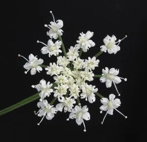 Полезните свойства на Goutweed, използването на растения в медицината