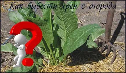 Полезни съвети за това как да се отърве от хрян, че не растат в градината