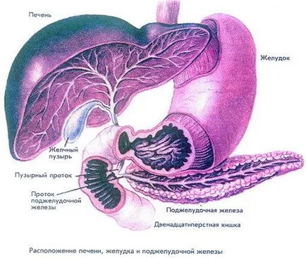 Човешки панкреаса и неговата анатомия (позицията и структура) (Human) Човешки панкреаса и неговата анатомия (позицията и структура)
