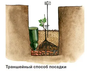 Засаждане на лози резници и разсад през пролетта