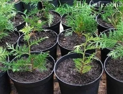 Засаждане Arborvitae пролетта и особено се грижи за нейните съвети майстори градинари (засаждане Arborvitae пролетните и размножаване чрез резници) Засаждане Arborvitae пролетта и особено се грижи за нейните съвети майстори градинари