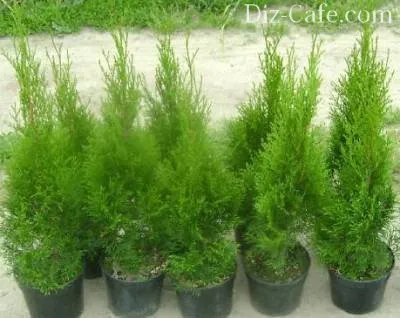 Засаждане Arborvitae пролетта и особено се грижи за нейните съвети майстори градинари (особено) Засаждане Arborvitae пролетта и особено се грижи за нейните съвети майстори градинари