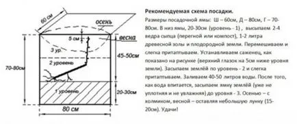 Засаждане на изрезки от грозде през есента - правилното и полезно решение