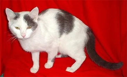Cat порода турска ангорска котка снимка цена