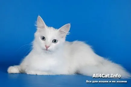 Cat порода турска ангорска котка снимка цена