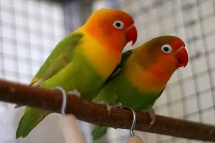 Parrot неразделки водене, хранене и отглеждане