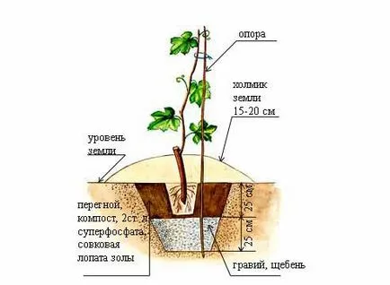 Засаждане на лози изрезки у дома - повече информация!