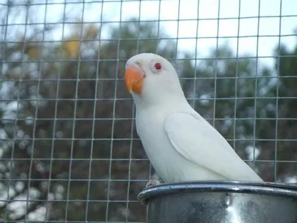 Parrot неразделки водене, хранене и отглеждане