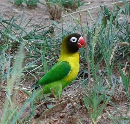Parrot неразделки водене, хранене и отглеждане