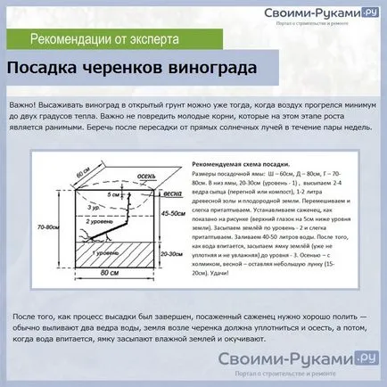 Засаждане на лози изрезки у дома - повече информация!