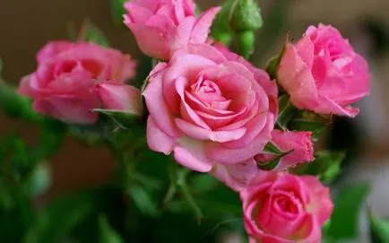 Lovely Rose! О, царствен, колко сте добри! Блогът е нощ и три