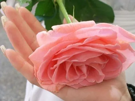 Lovely Rose! О, царствен, колко сте добри! Блогът е нощ и три
