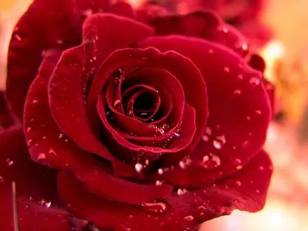 Lovely Rose! О, царствен, колко сте добри! Блогът е нощ и три