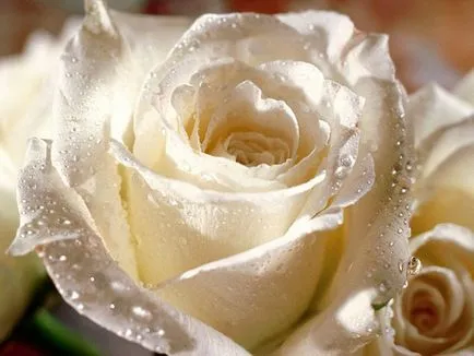 Lovely Rose! О, царствен, колко сте добри! Блогът е нощ и три