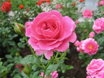 Lovely Rose! О, царствен, колко сте добри! Блогът е нощ и три