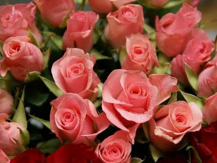 Lovely Rose! О, царствен, колко сте добри! Блогът е нощ и три