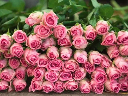 Lovely Rose! О, царствен, колко сте добри! Блогът е нощ и три