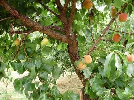 Правила за присаждане на круши по дърветата и другите сортове (круша) Правила за присаждане на круши по дърветата и другите сортове