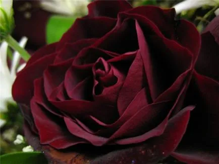 Lovely Rose! О, царствен, колко сте добри! Блогът е нощ и три