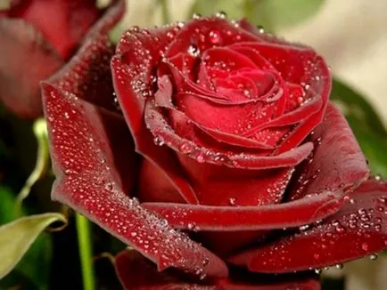 Lovely Rose! О, царствен, колко сте добри! Блогът е нощ и три
