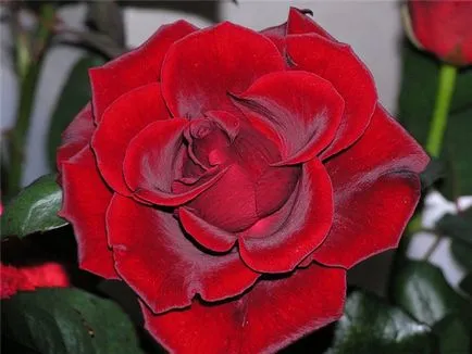 Lovely Rose! О, царствен, колко сте добри! Блогът е нощ и три