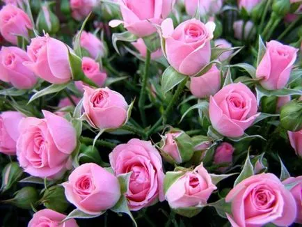 Lovely Rose! О, царствен, колко сте добри! Блогът е нощ и три