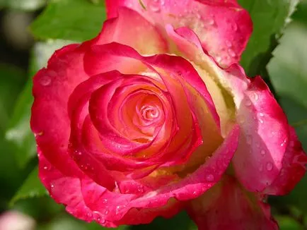 Lovely Rose! О, царствен, колко сте добри! Блогът е нощ и три