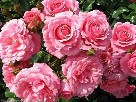 Lovely Rose! О, царствен, колко сте добри! Блогът е нощ и три