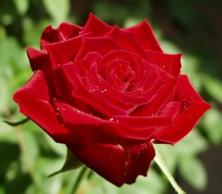 Lovely Rose! О, царствен, колко сте добри! Блогът е нощ и три