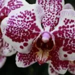 Hogyan transzplantációs folyamat orchideák a szárat tippek (szár) Hogyan transzplantációs folyamat orchideák a szárat tippek
