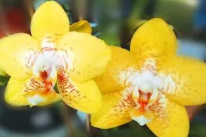 Hogyan transzplantációs folyamat orchideák a szárat tippek (otsadit) Hogyan transzplantációs folyamat orchideák a szárat tippek