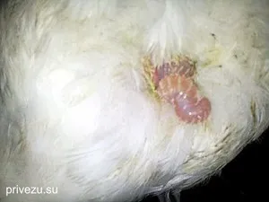 Hogyan lehet megkülönböztetni a liba a liba a megjelenésük, és meghatározza az életkor