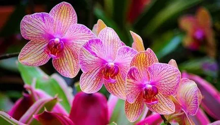 Hogyan transzplantációs folyamat orchideák a szárat tippek (otsadit) Hogyan transzplantációs folyamat orchideák a szárat tippek