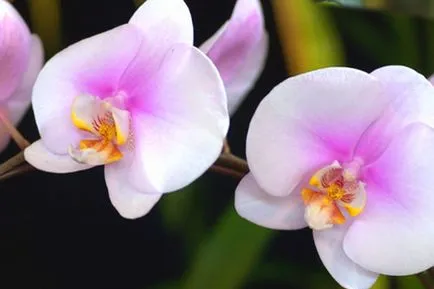 Hogyan transzplantációs folyamat orchideák a szárat tippek (szár) Hogyan transzplantációs folyamat orchideák a szárat tippek