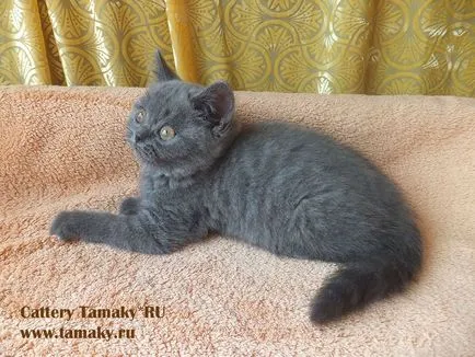 Продажба на котета, котенца за продажба, tamakyru детска градина (ясла) Продажба на котета, котенца за продажба, детска tamakyru