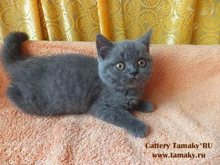 Продажба на котета, котенца за продажба, детска tamakyru (продажба котенца сметана) Продажба на котета, котенца за продажба, детска tamakyru