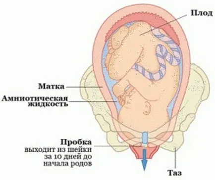 Корк лигавица по време на бременност преди раждане, снимка, като листа и изглежда, че когато да започне