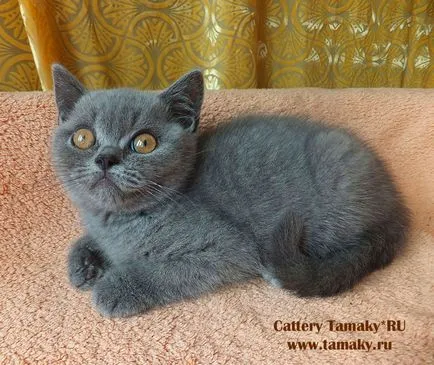 Продажба на котета, котенца за продажба, детска tamakyru (котенца) Продажба на котета, котенца за продажба, детска tamakyru