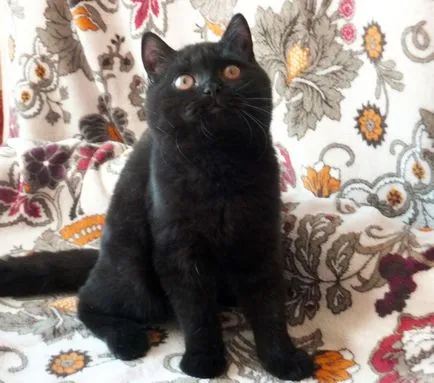 Продажба на котета, котенца за продажба, tamakyru детски (котенца) Продажба на котета, котенца за продажба, детска tamakyru