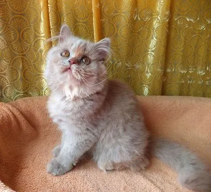Продажба на котета, котенца за продажба, детска tamakyru (котенца) Продажба на котета, котенца за продажба, детска tamakyru