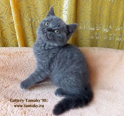 Продажба на котета, котенца за продажба, детска tamakyru (къса продажба) Продажба на котета, котенца за продажба, детска tamakyru