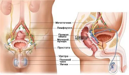 Простатит капитация диагноза