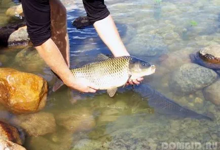 Pond в градината със собствените си ръце