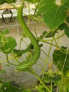 Разнообразие от ангурия краставици в чужбина, Momordica, чайот, trichosanthes, tsiklantera, Такако и