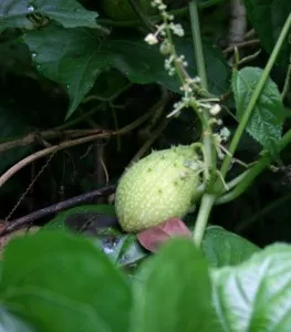 Разнообразие от ангурия краставици в чужбина, Momordica, чайот, trichosanthes, tsiklantera, Такако и