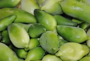 Разнообразие от ангурия краставици в чужбина, Momordica, чайот, trichosanthes, tsiklantera, Такако и