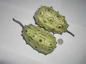 Разнообразие от ангурия краставици в чужбина, Momordica, чайот, trichosanthes, tsiklantera, Такако и