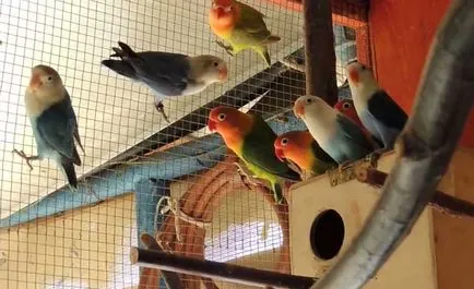 Развъждане неразделки у дома със снимки и видео