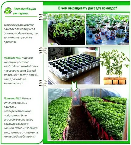 Домати разсад вкъщи, когато растението е да расте, и т.н.